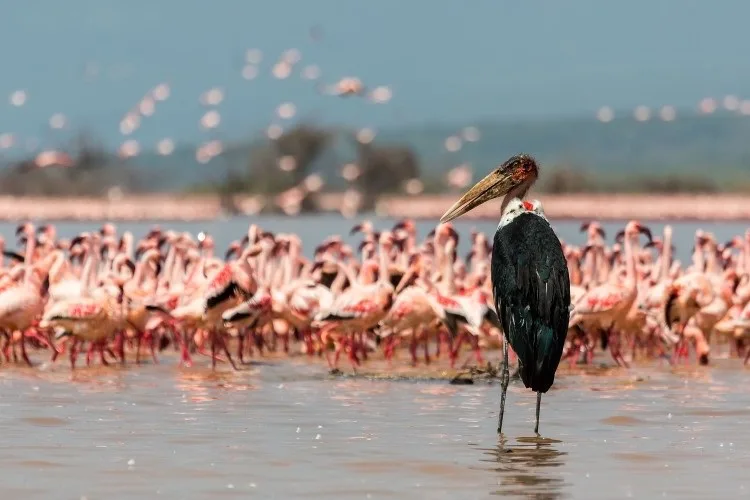 تور نایواشا